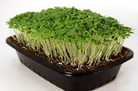 Pac Choi, Red Choi – Organic Microgreen Seed