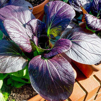 Red Pac – Bok Choy Seeds