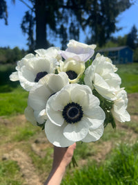 Anemone Flower Seeds for Planting, Heirloom, Non-GMO, 100 for planting in home garden