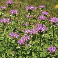 Panorama Mix – Monarda Seed