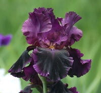 Silken Trim Bearded Iris Seeds