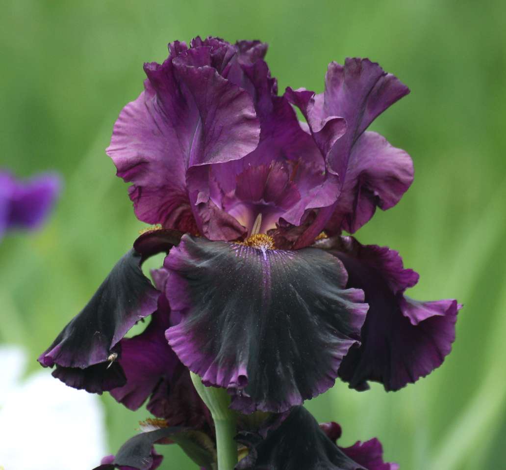 Fiery Temper Bearded Iris Seeds