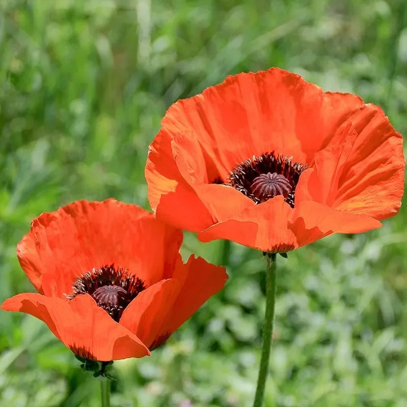 Oriental Poppy- Mix