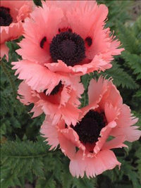 Pink Ruffles Oriental Poppy