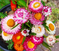 Paper Daisy- Pink and White Everlasting