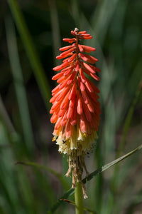 Red Hot Poker- Flamenco Mix