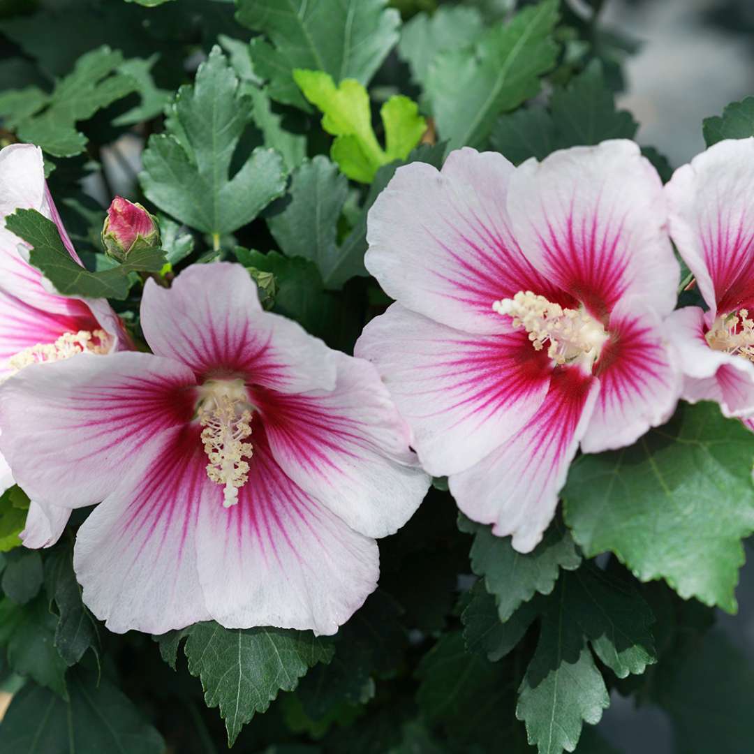 Pink & White Hibiscus Heirloom Non-GMO Seeds for Planting for planting in home garden