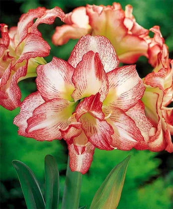 Amaryllis Lily Double White and Pink Bulbs