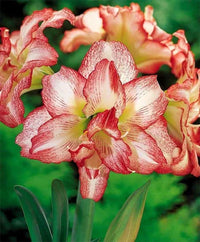 Amaryllis Lily Double White and Pink Bulbs