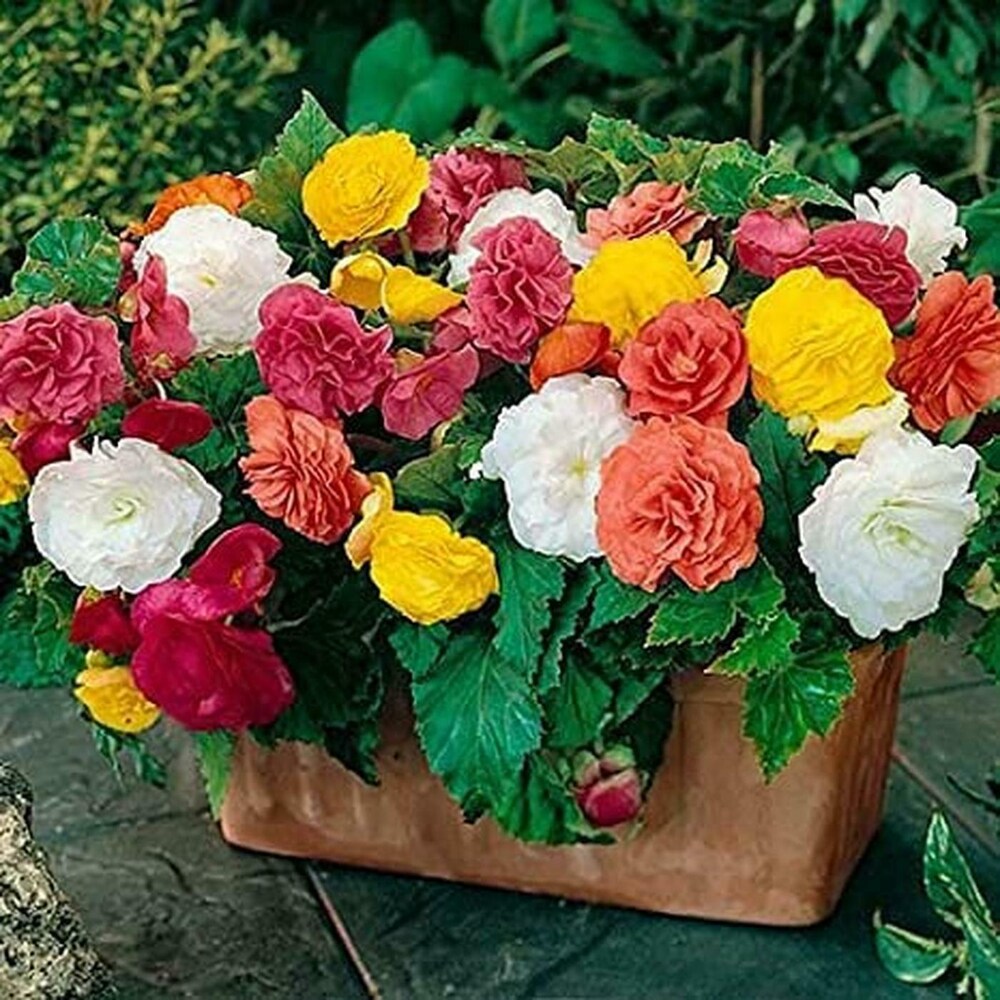 Picotee Begonia Mixture