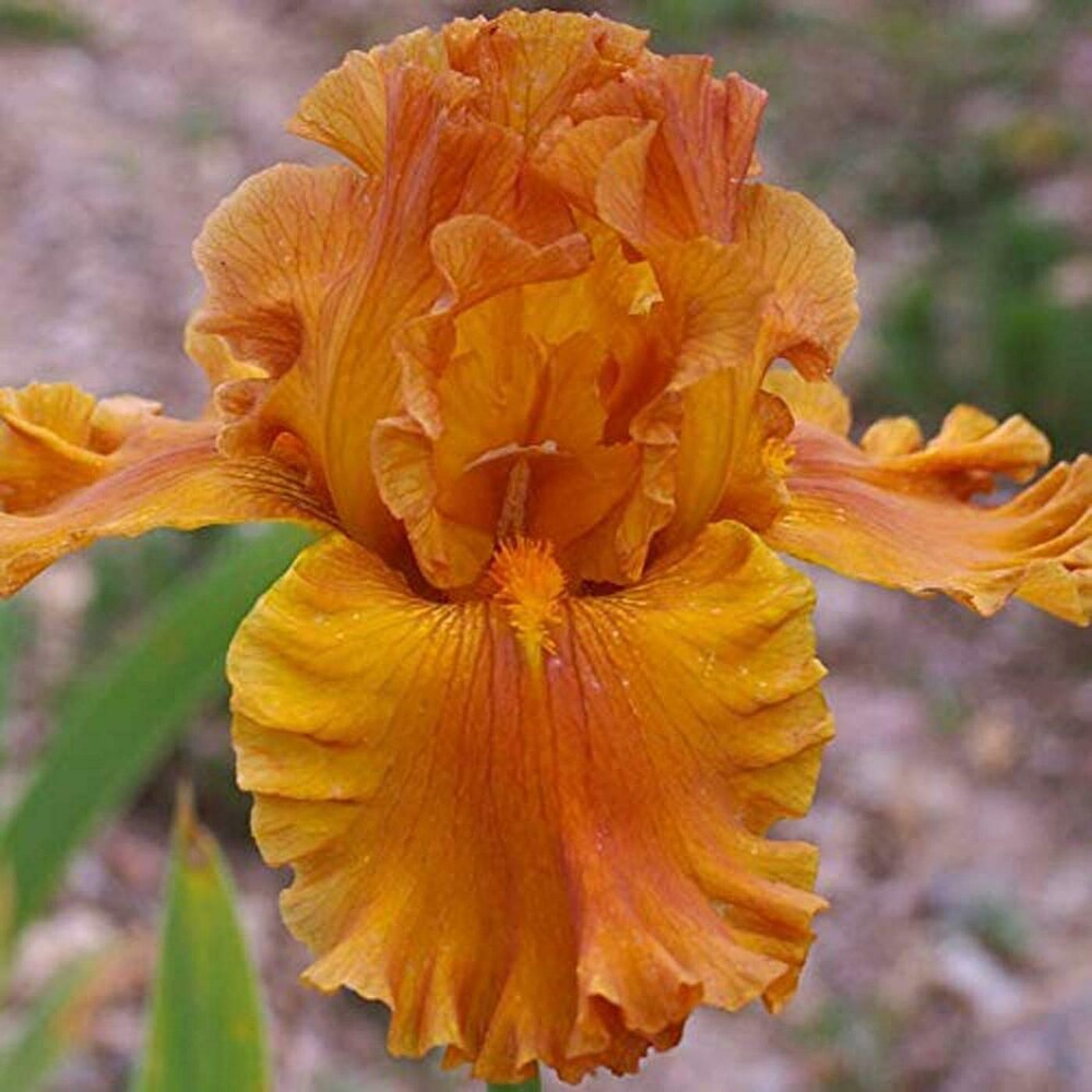 Iris Orange Bulb