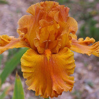 Iris Orange Bulb