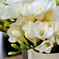 Freesia White Bulbs