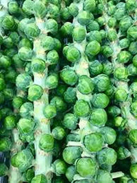 Brussel Sprout Long Island Vegetable Seeds