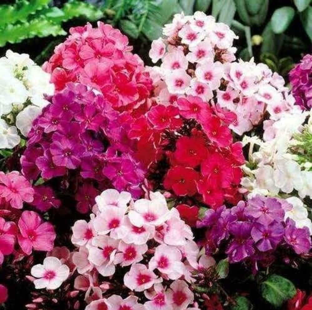 Phlox- Twinkle Dwarf Mix