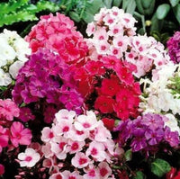 Phlox- Twinkle Dwarf Mix