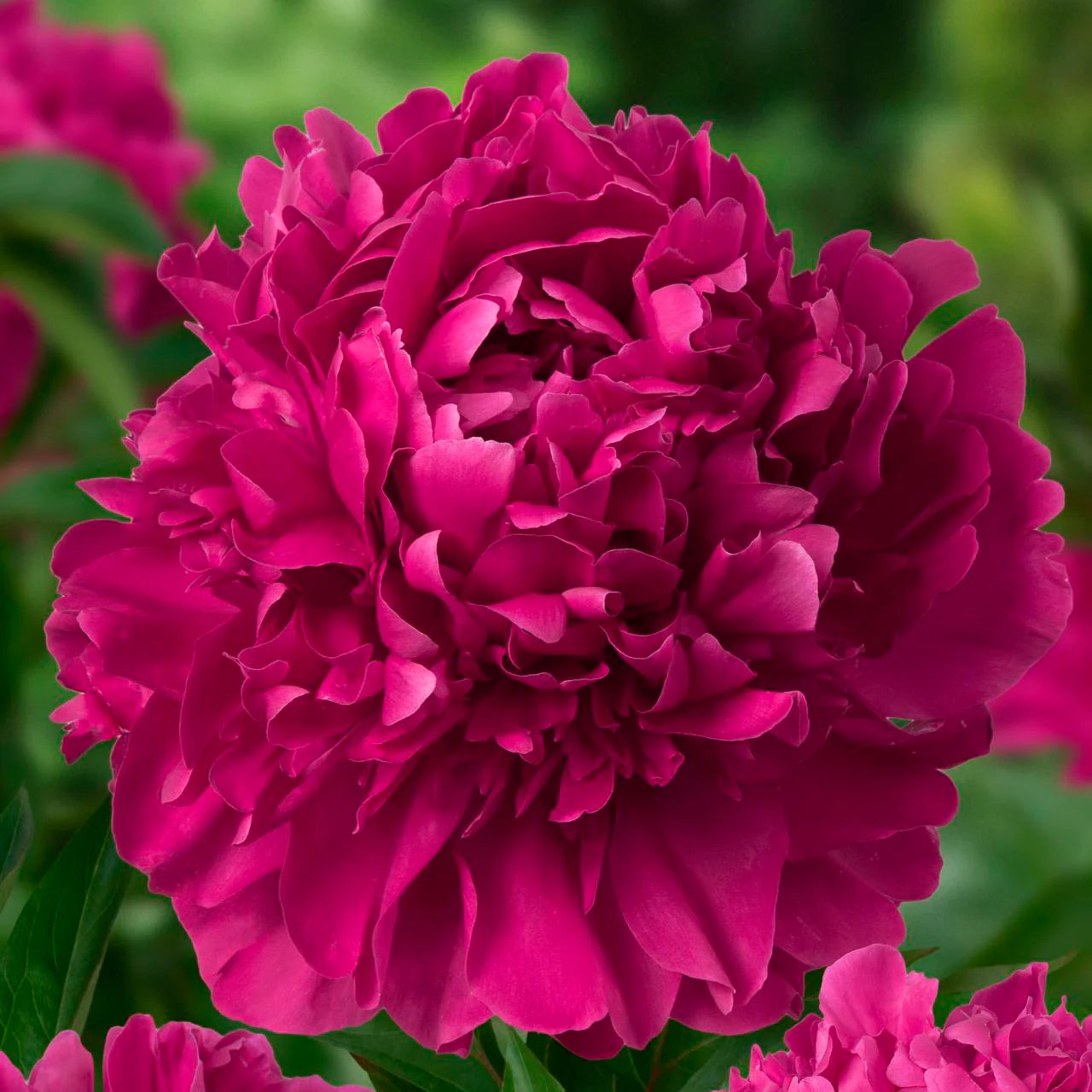Paul M Wild Peony