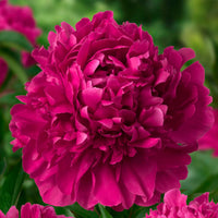 Paul M Wild Peony