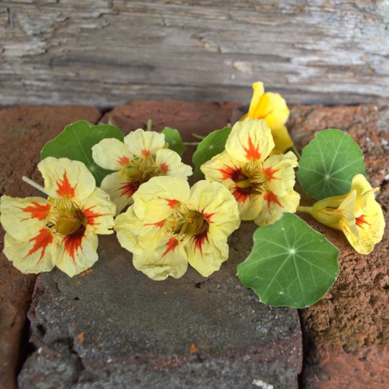 Nasturtium- Peach Melba