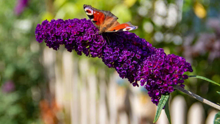 Heirloom Knight Butterfly Bush Flower Seeds for Planting, Non-GMO