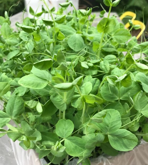 Field Pea – Organic Shoot Seed