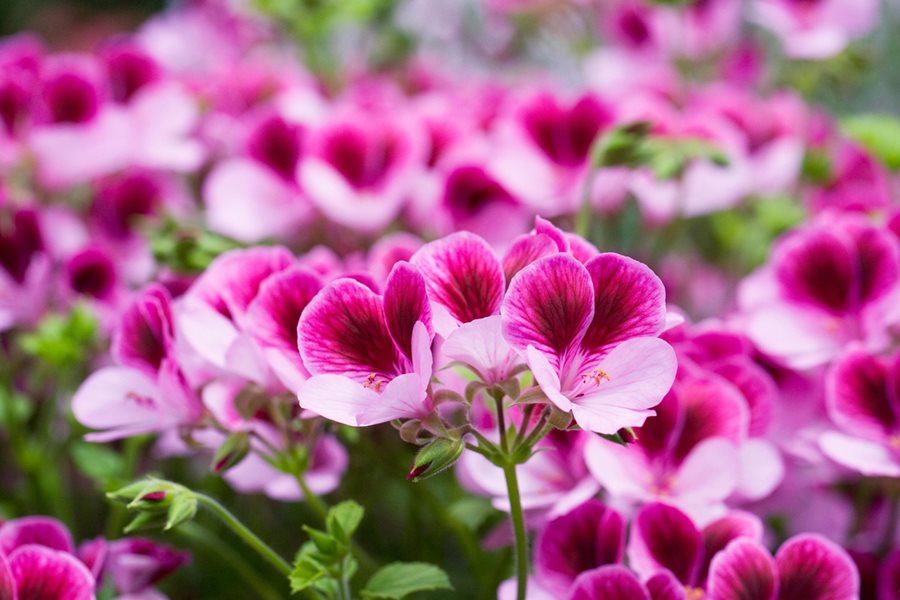 Heirloom Non-GMO Queling Geranium Flower Seeds for Planting – Unique Colorful Garden Blooms