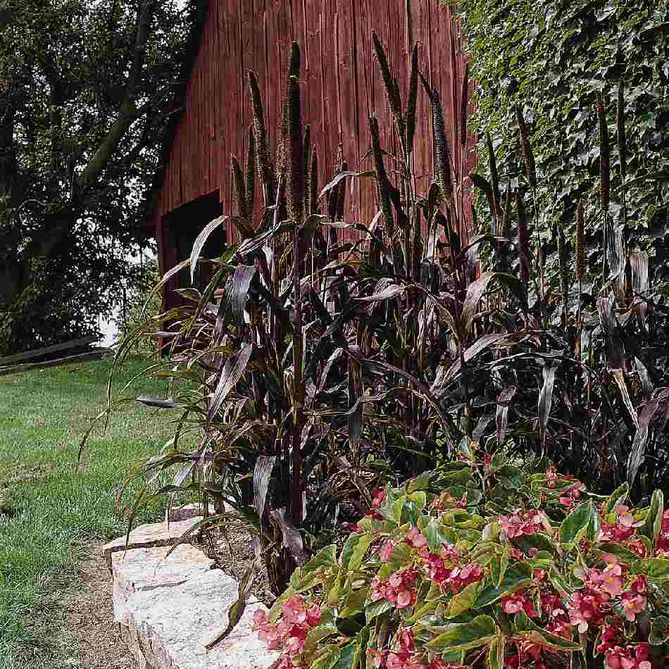 Purple Majesty – Ornamental Grass Seed