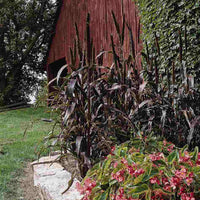 Purple Majesty – Ornamental Grass Seed