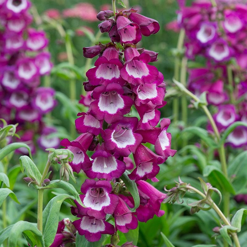 Penstemon- Compact Mix