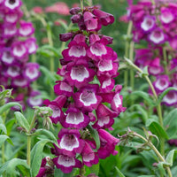 Penstemon- Compact Mix