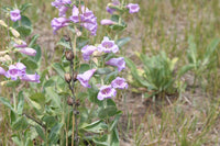 Heirloom Penstemon Grandiflorus Flower Seeds for Planting, Non-GMO