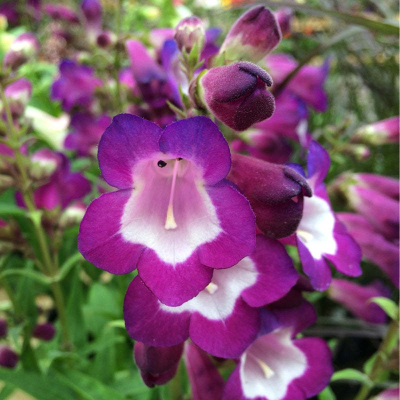 Penstemon- Compact Mix