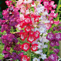 Organic Heirloom Non-GMO Mix Penstemon Barbatus Seeds for Planting – Hummingbird Blooms