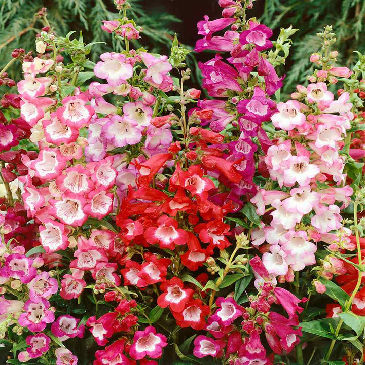 Organic Heirloom Non-GMO Mix Penstemon Barbatus Seeds for Planting – Hummingbird Blooms