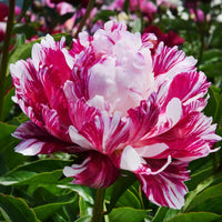 Candy Stripe Peony