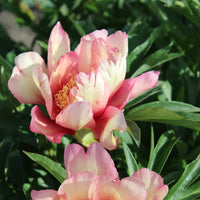 Julia Rose Itoh Peony