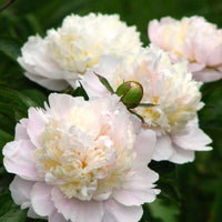 Shirley Temple Peony