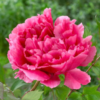 Rebel Rockii-Flare Tree Peony