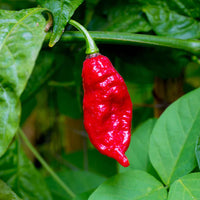 Ghost Hot Pepper Seeds for Planting heirloom & Non-GMO Seeds