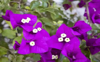 Bougainvillea Flower Seeds for Planting, 100