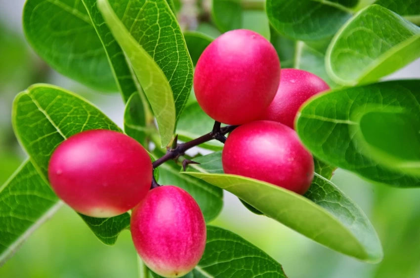 Koromcha Seeds
