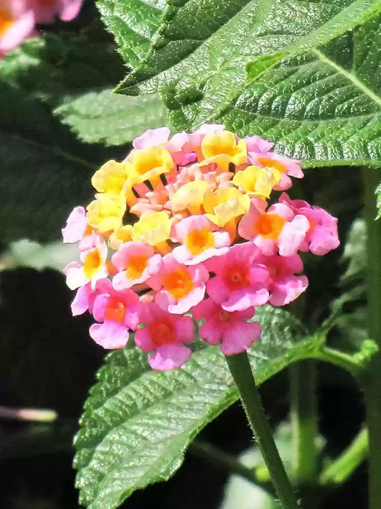 Heirloom Non-GMO Lantana Camara Flower Seeds for Planting – Colorful Drought-Tolerant Garden Blooms - Non-GMO for planting in home garden