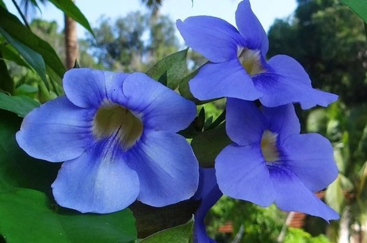 Heirloom Non-GMO Allamanda Flower Seeds for Planting – Tropical Climbing Vine Seeds