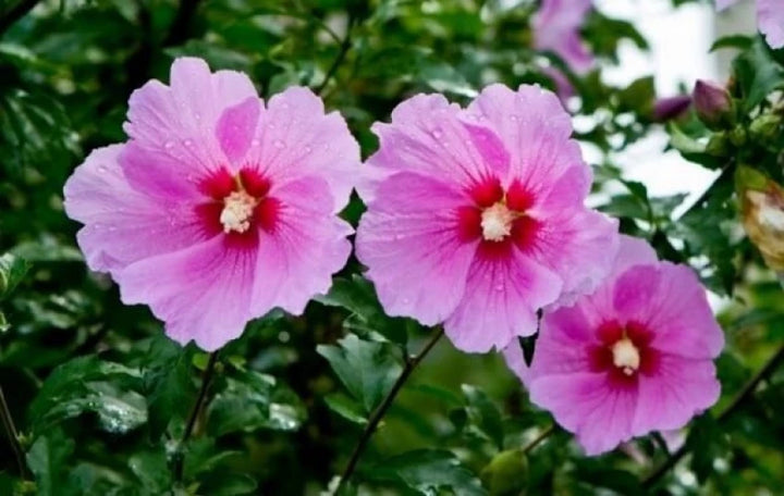 Sharon Hibiscus Flower Seeds – Heirloom, Non-GMO Flower Seeds for Planting