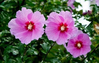 Sharon Hibiscus Flower Seeds – Heirloom, Non-GMO Flower Seeds for Planting