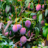 Mango Seeds