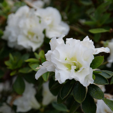 Azalea Flower Seeds White Organic, Heirloom, Non-GMO Seeds for Planting