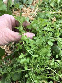 Persian Cress – Organic Cress Seed