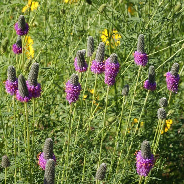 Heirloom Non-GMO Prairie Wildflower Seeds | Native Perennial Mix for Pollinator Gardens