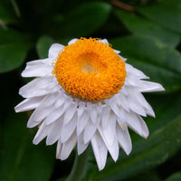 Everlasting Daisy- White